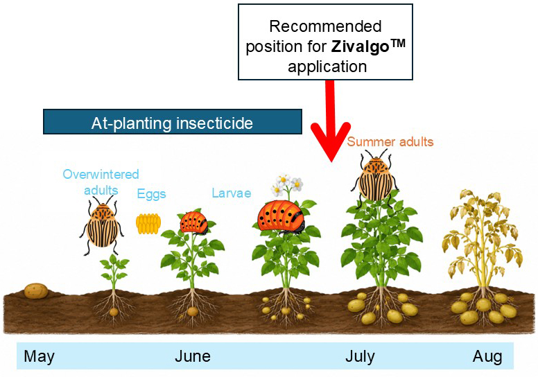Illustration of the Colorado potato beetle life cycle on potato plants from May through August, showing overwintered adults, eggs, larvae, and summer adults. A timeline indicates that at-planting insecticides are used early in the season, while a large red arrow identifies the recommended timing for Zivalgo application against summer adult beetles in July.